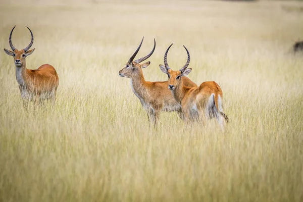 Grupo de Lechwes em pé na grama longa . — Fotografia de Stock