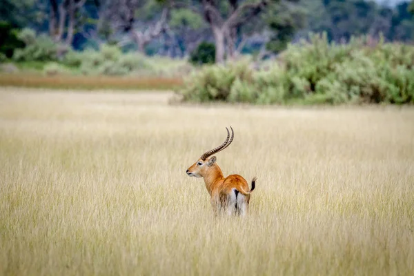 Αρσενικό Lechwe στέκεται μόνη της στο μουσκεμένο γρασίδι. — Φωτογραφία Αρχείου