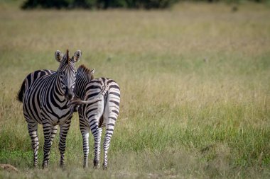 İki zebralar çimenlerde ayakta.