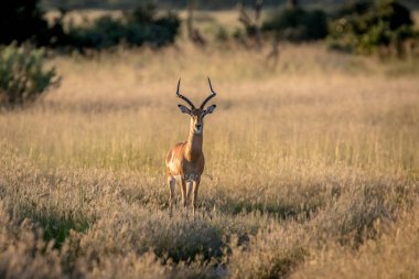 Kameraya yıldızı Impala ram.