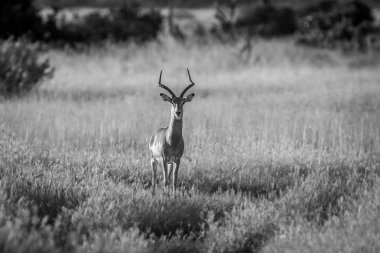Kameraya yıldızı Impala ram.