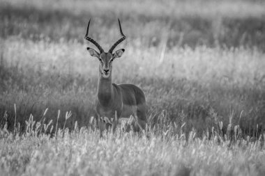 Kameraya yıldızı Impala ram.