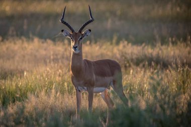 Kameraya yıldızı Impala ram.