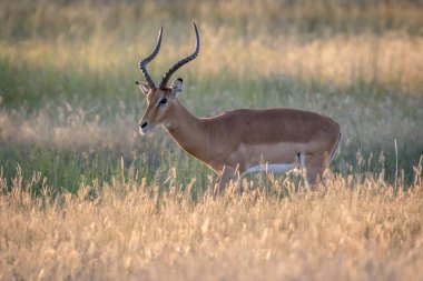 Yan profil bir Impala RAM.