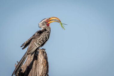 Sarı gagalı Kartallar matis dua ile.