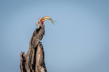 Sarı gagalı Kartallar matis dua ile.