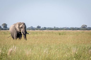 Fil ayakta yüksek çim boğa.