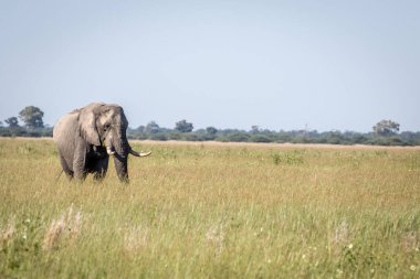 Fil ayakta yüksek çim boğa.