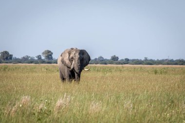 Fil ayakta yüksek çim boğa.