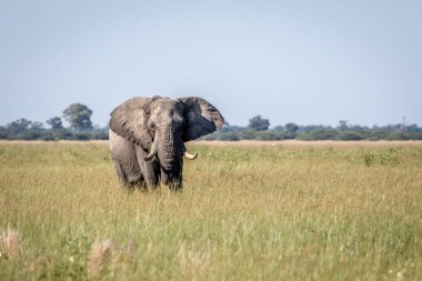 Fil ayakta yüksek çim boğa.