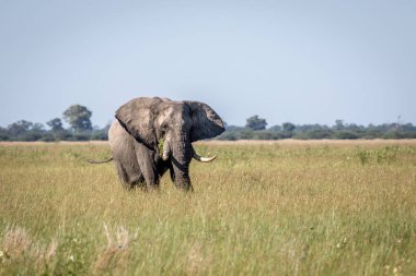Fil ayakta yüksek çim boğa.