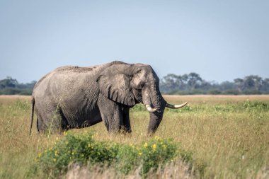 Fil ayakta yüksek çim boğa.