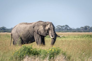 Fil ayakta yüksek çim boğa.
