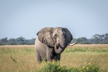 Fil ayakta yüksek çim boğa.