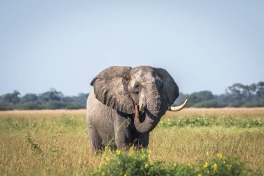 Fil ayakta yüksek çim boğa.