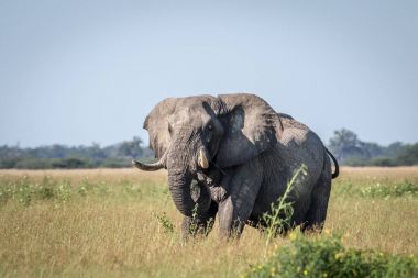Fil ayakta yüksek çim boğa.