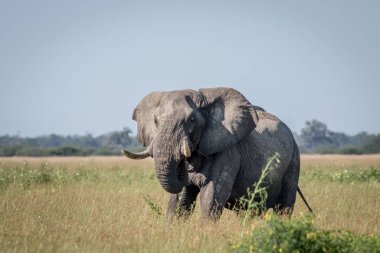 Fil ayakta yüksek çim boğa.