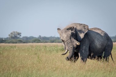 Bazı tutum gösterilen büyük fil boğa.