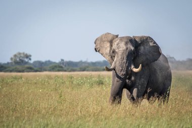 Bazı tutum gösterilen büyük fil boğa.