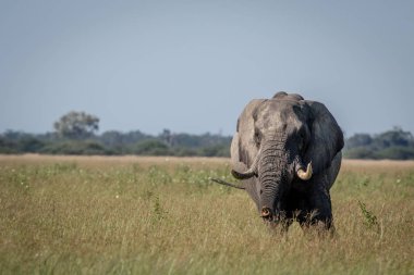 Büyük fil boğa sandığı germe.
