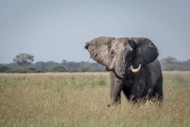 Bazı tutum gösterilen büyük fil boğa.