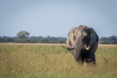 Büyük fil boğa sandığı germe.