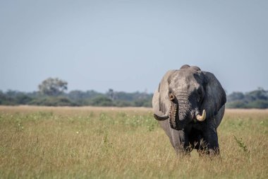 Büyük fil boğa sandığı germe.