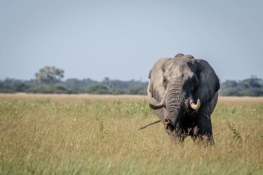 Büyük fil boğa sandığı germe.