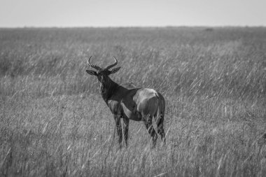 Kırmızı hartebeest duran çim.