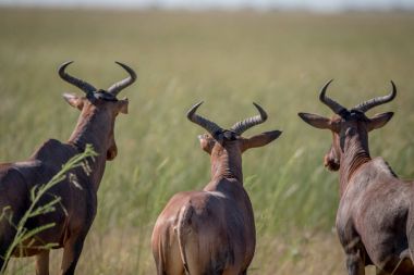 Üç kırmızı hartebeests uzağa arıyorsunuz.