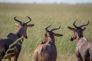 Üç kırmızı hartebeests uzağa arıyorsunuz.