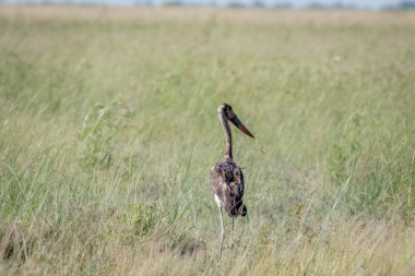 Çimen çocuk eyer - gagalı leylek ayakta.