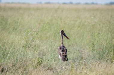 Çimen çocuk eyer - gagalı leylek ayakta.