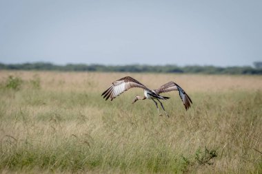 Juvenil eyer - gagalı leylek uçup.