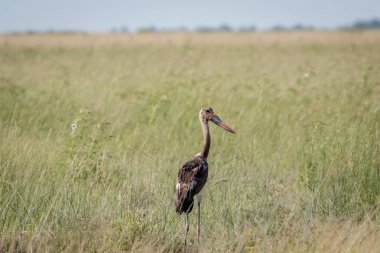Çimen çocuk eyer - gagalı leylek ayakta.