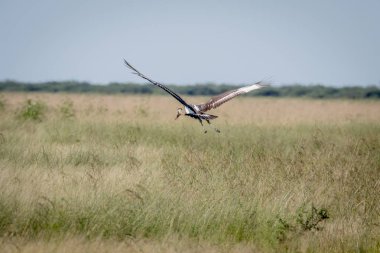 Juvenil eyer - gagalı leylek uçup.