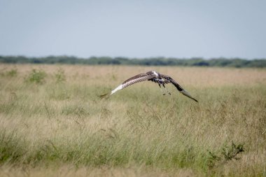 Juvenil eyer - gagalı leylek uçup.