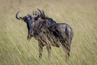 Mavi wildebeest ayakta çim.
