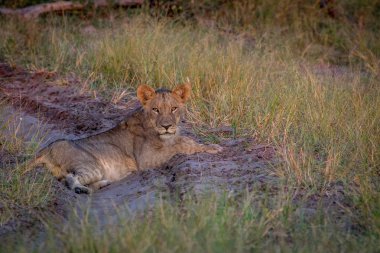 Üstünde belgili tanımlık yol döşeme ve oynadığı aslan.