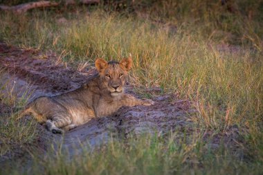 Üstünde belgili tanımlık yol döşeme ve oynadığı aslan.