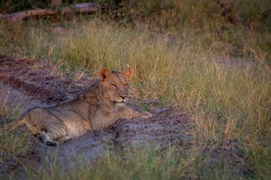 Üstünde belgili tanımlık yol döşeme ve oynadığı aslan.