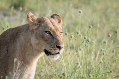 Yan profil aslan çim.