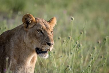 Yan profil aslan çim.