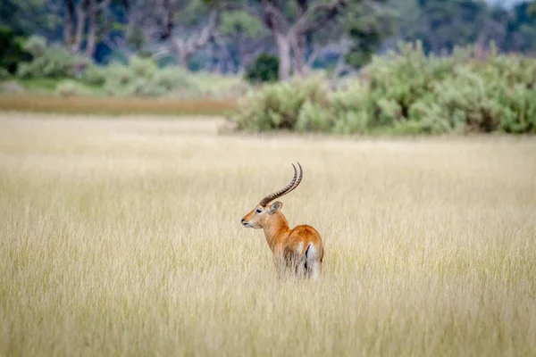 Αρσενικό Lechwe στέκεται μόνη της στο μουσκεμένο γρασίδι. — Φωτογραφία Αρχείου