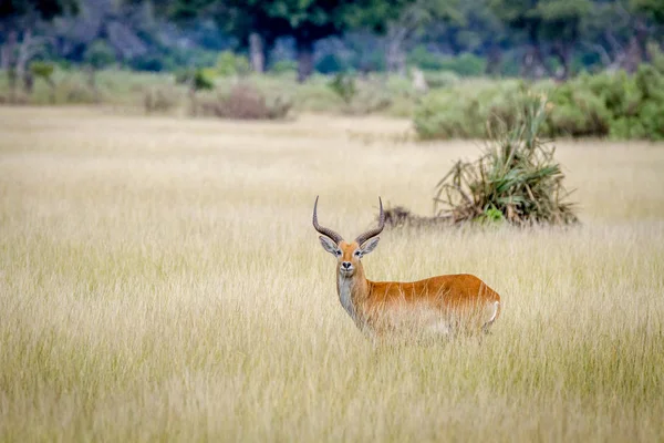 Αρσενικό Lechwe στέκεται μόνη της στο μουσκεμένο γρασίδι. — Φωτογραφία Αρχείου