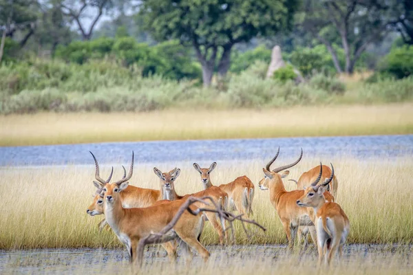 Kudde Lechwes staan aan het water. — Stockfoto