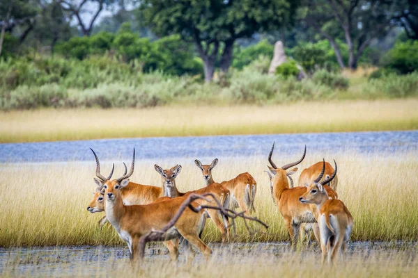 Lechwes ayakta su sürüsü.