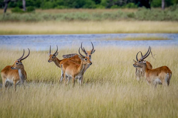 Groep Lechwes staan aan het water. — Stockfoto