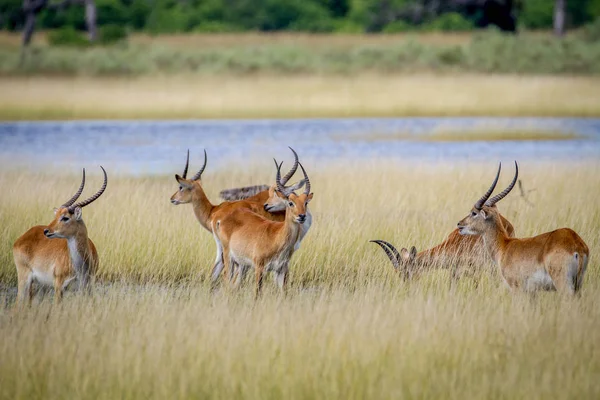 Grup Lechwes duran su.