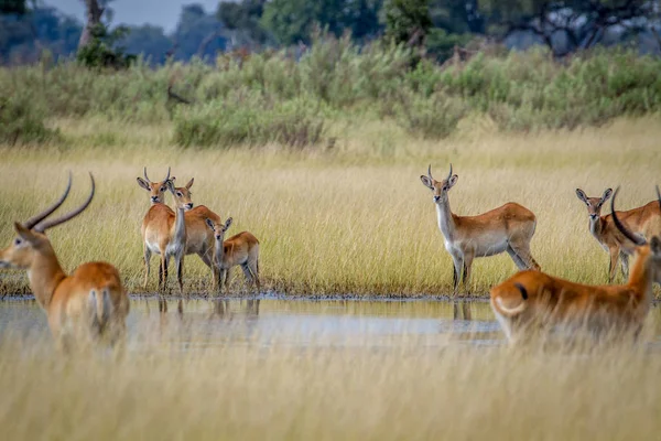 Groep Lechwes staan aan het water. — Stockfoto